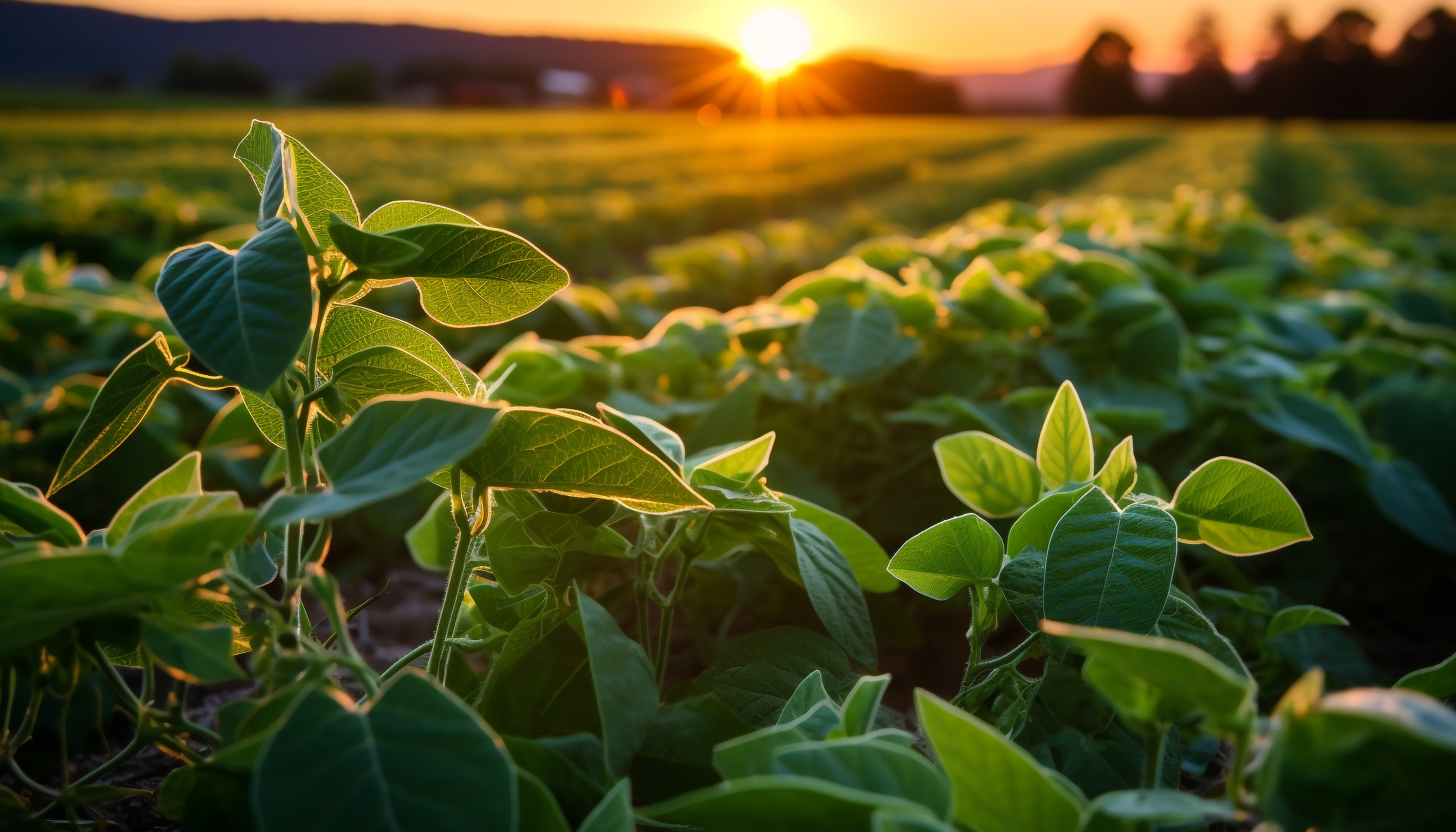 Plantação de soja ao pôr do sol